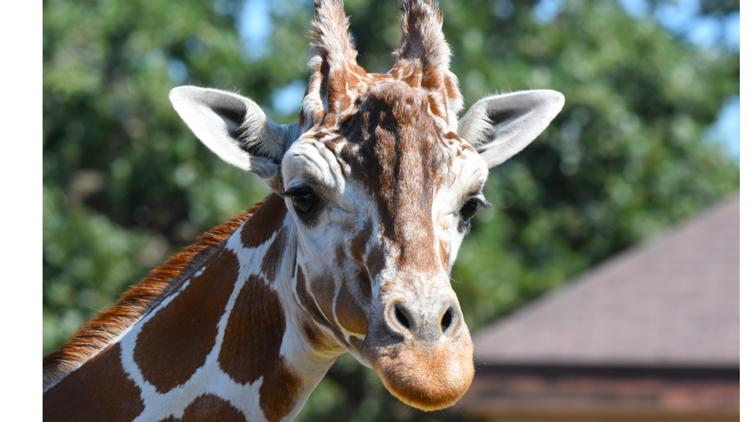 Como Zoo mourns loss of beloved giraffe, 'Skeeter' — Cottage Grove Community news